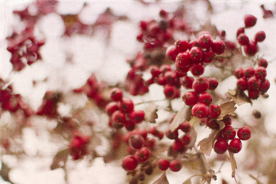 Winter Berries Photograph by Rebecca Cozart