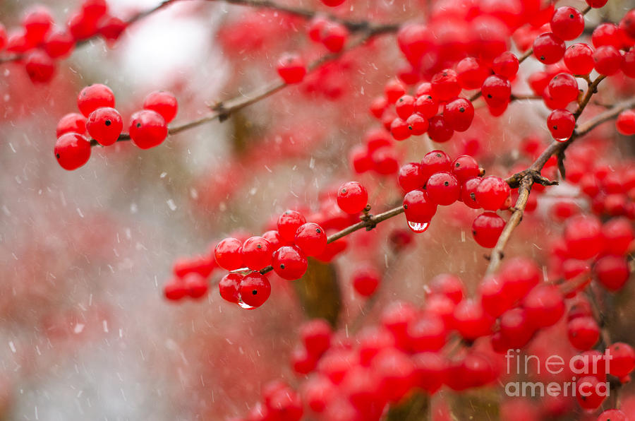Nature Photograph - Winter Berries by Tiffany Rantanen