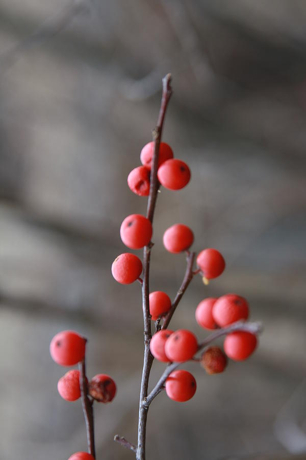 Winter Berries Photograph by Vadim Levin