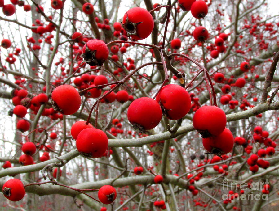 Winter Berryscape Photograph by Joshua Bales