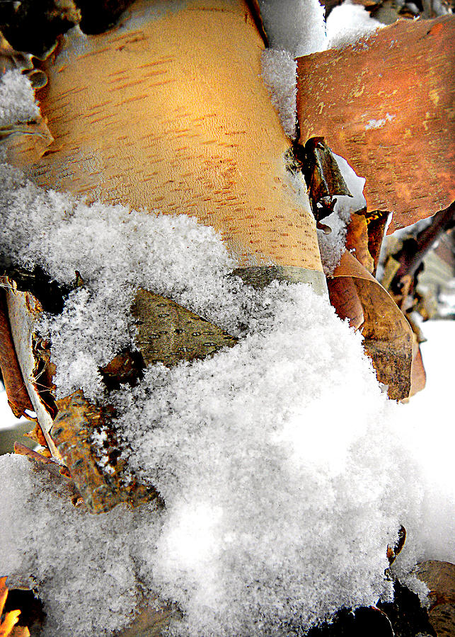 Winter Birch 1 Photograph by Julie Palencia