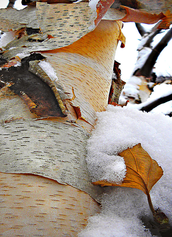 Winter Birch 2 Photograph by Julie Palencia