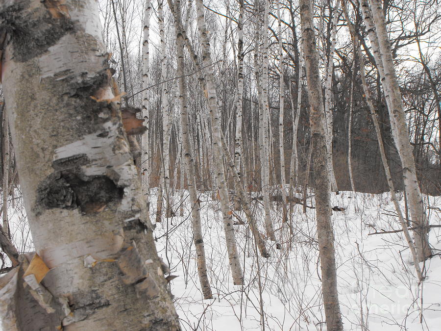 Winter Birch Photograph by Erick Schmidt