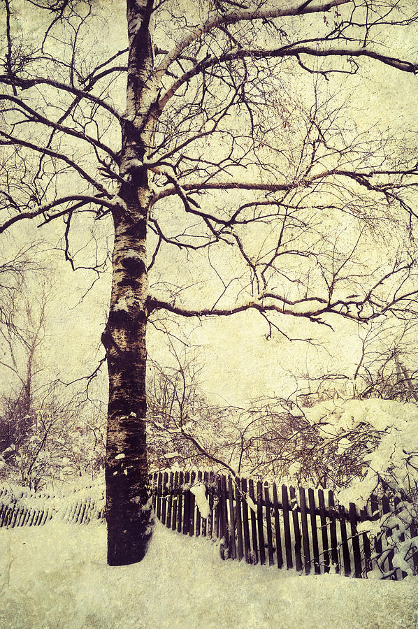 Winter Photograph - Winter Birch by Jenny Rainbow