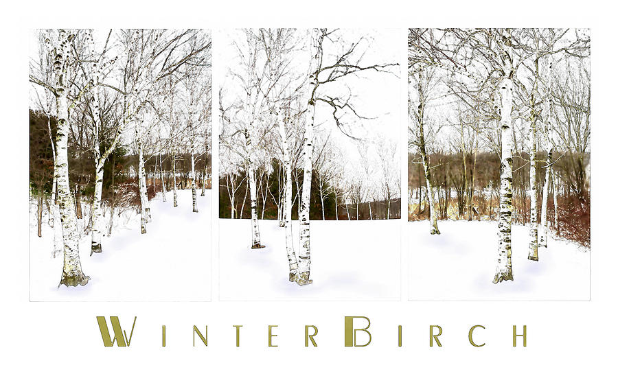Tree Photograph - Winter Birch by Robin-Lee Vieira
