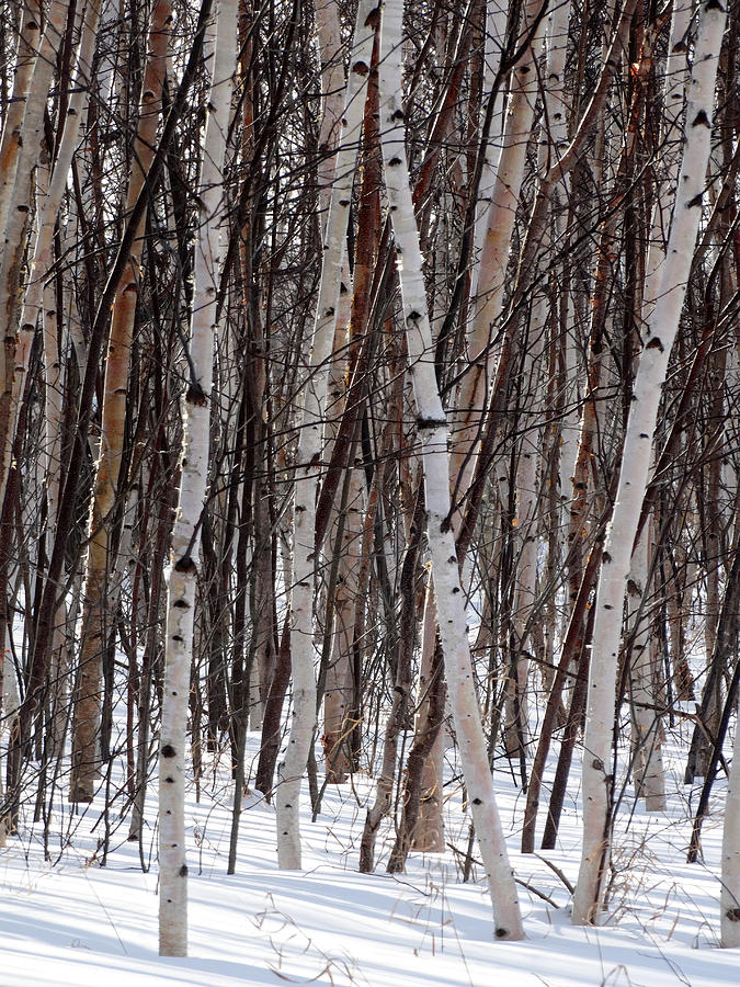 Winter Birch Thicket Photograph by David T Wilkinson
