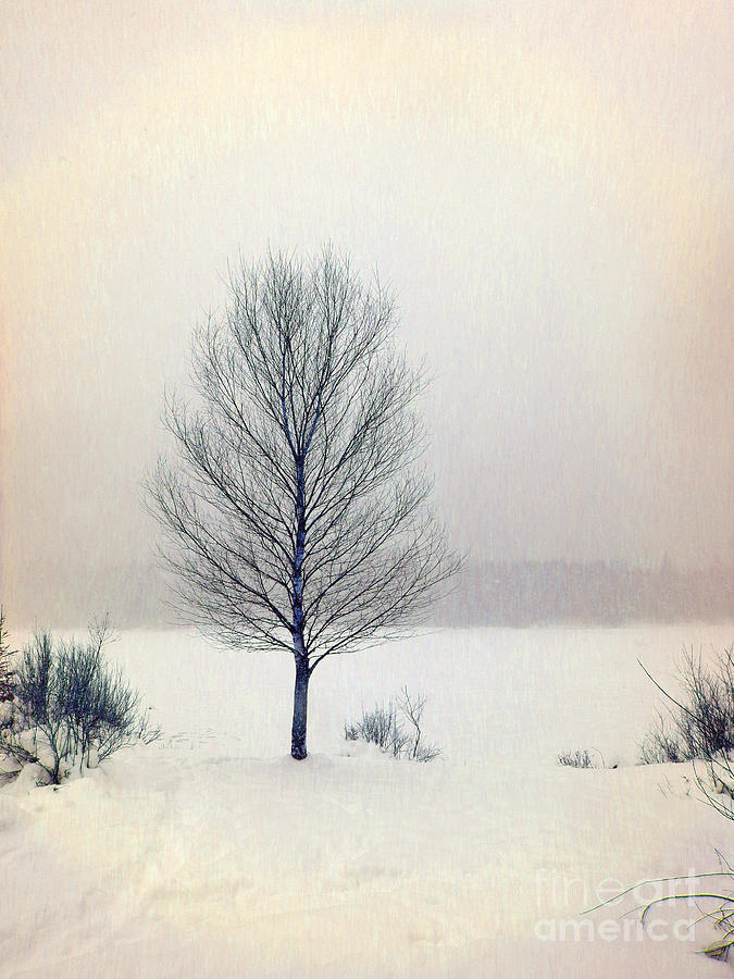 Mountain Photograph - 	Winter Birch Tree				 by Ulli Karner
