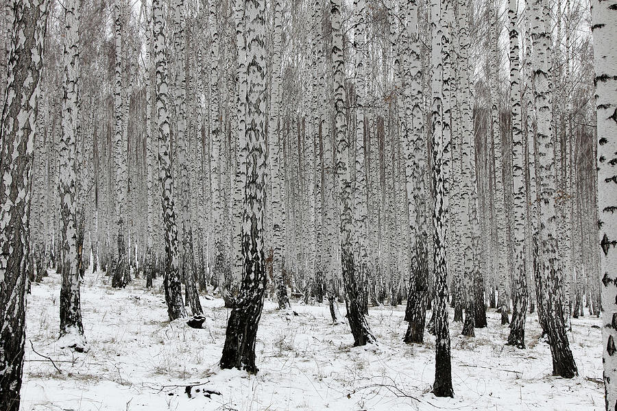 Winter Birches Photograph by Dmitry 7