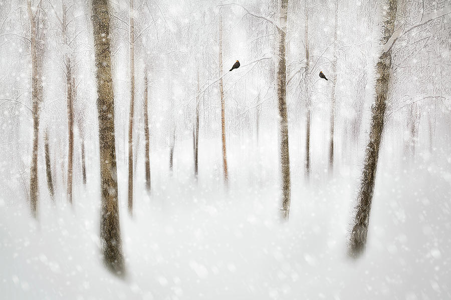 Winter Birches Photograph by Gustav Davidsson