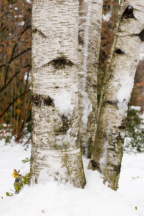 Winter Birches Photograph by Jim West