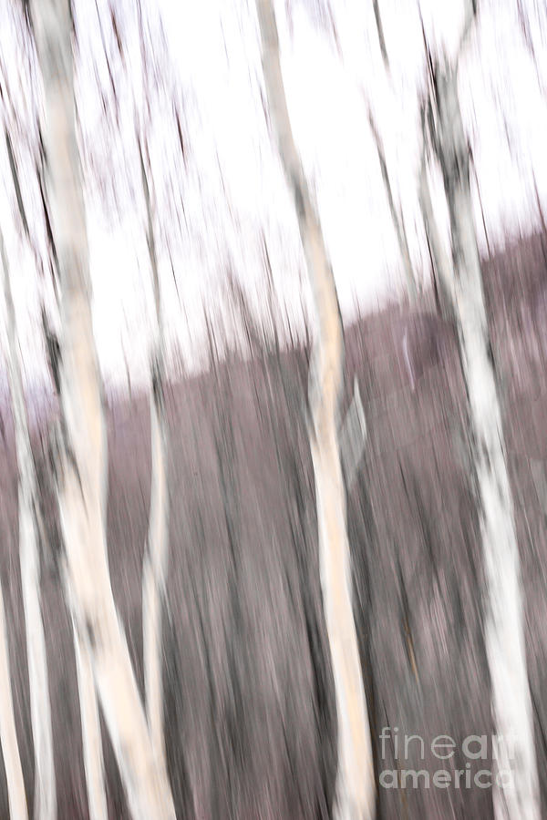 Winter Birches Tryptich 1 Digital Art by Susan Cole Kelly Impressions
