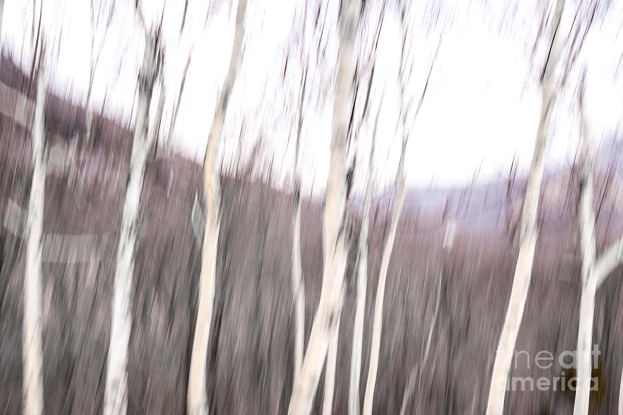 Winter Birches Tryptich 2 Digital Art by Susan Cole Kelly Impressions