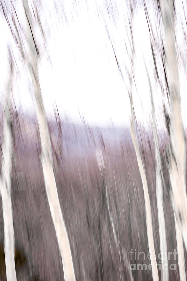Winter Birches Tryptich 3 Digital Art by Susan Cole Kelly Impressions