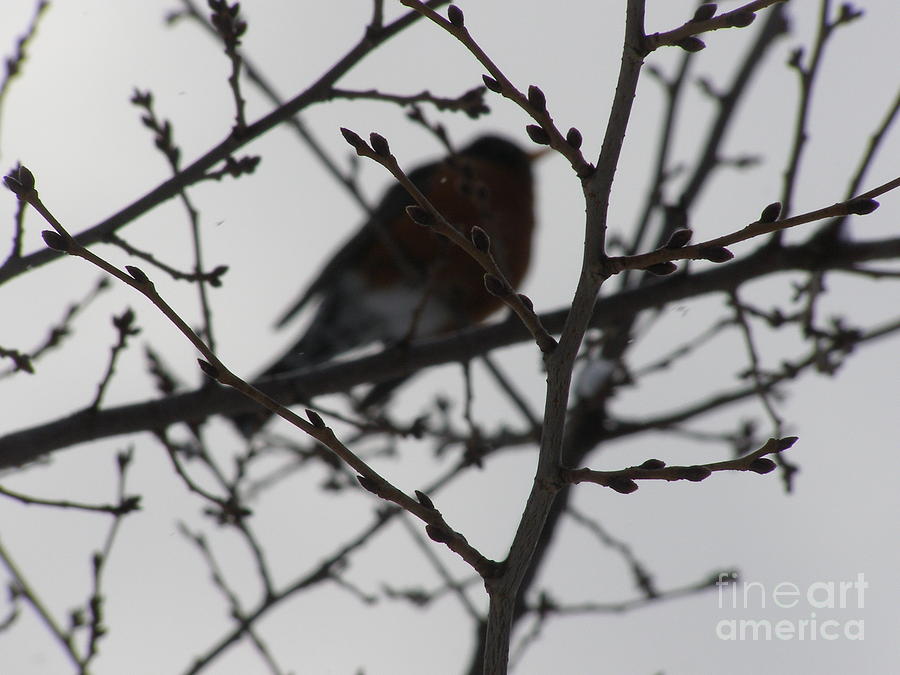 Winter Photograph - Winter Bird by LeLa Becker