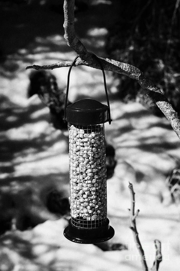 Winter Photograph - Winter Bird Peanut Food In A Plastic Feeder In A Garden In The Uk by Joe Fox