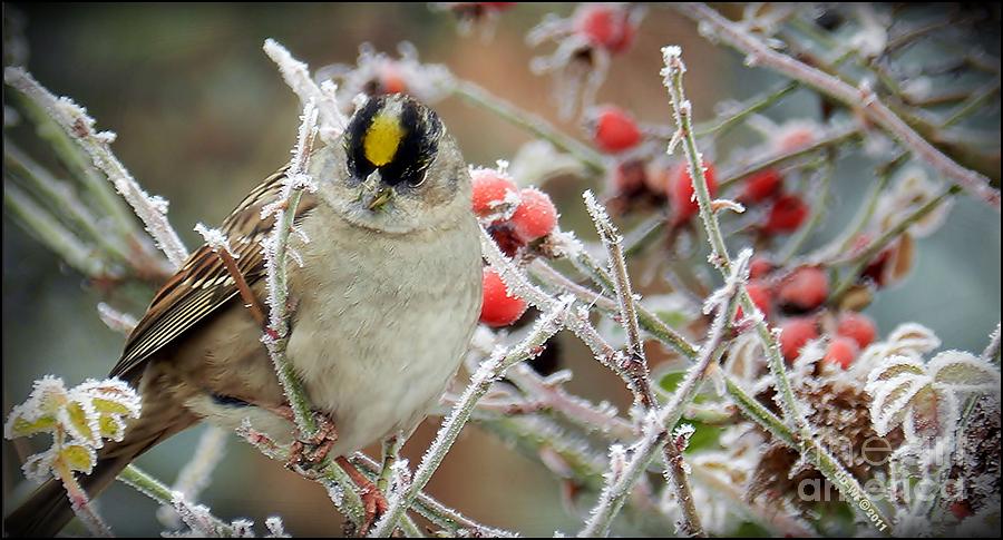 Winter Birds Photograph by Julia Hassett