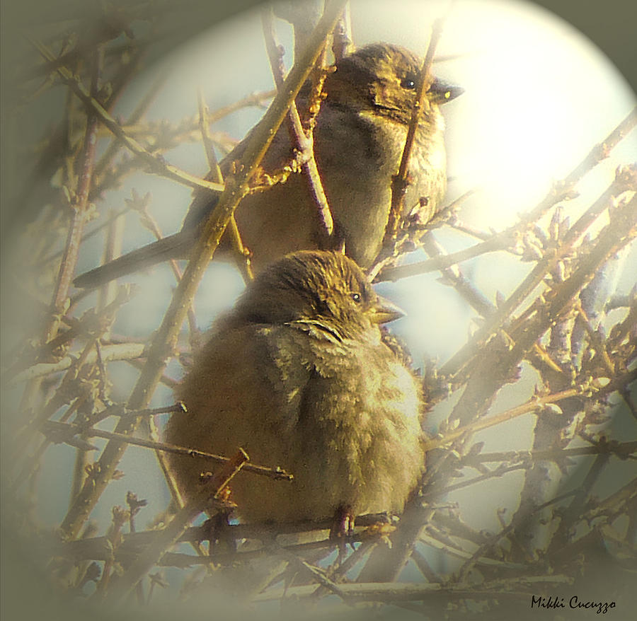 Winter Birds Photograph by Mikki Cucuzzo