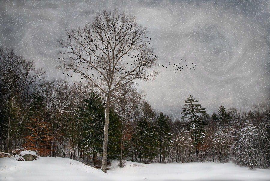 Winter Birds Photograph by Robin-Lee Vieira