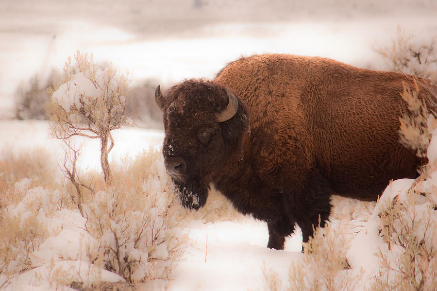 Yellowstone National Park Photograph - Winter Bison by Diana Marcoux