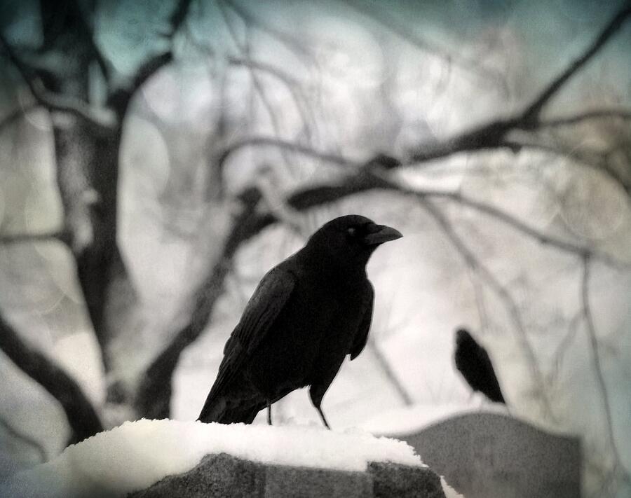 Winter Blackbirds Photograph by Gothicrow Images - Fine Art America