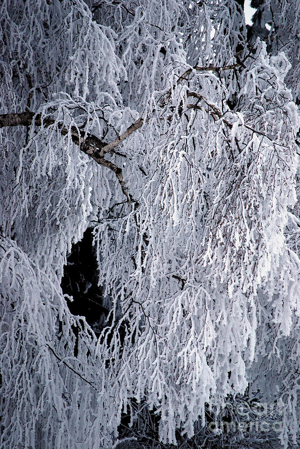Winter Blanket Photograph by Sharon Elliott