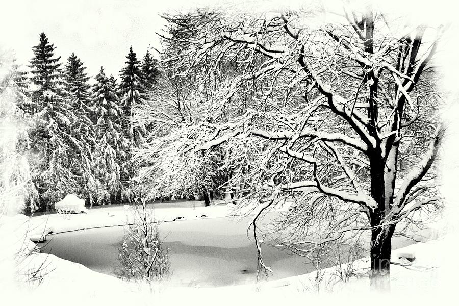 Winter Bliss Photograph by Marcia Lee Jones