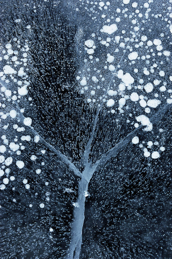 Winter Photograph - Winter Blossom by Mei Xu