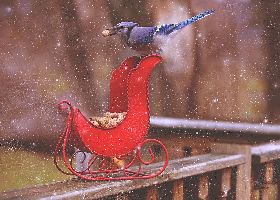 Winter Blue Jay #1 Photograph by Pat Abbott
