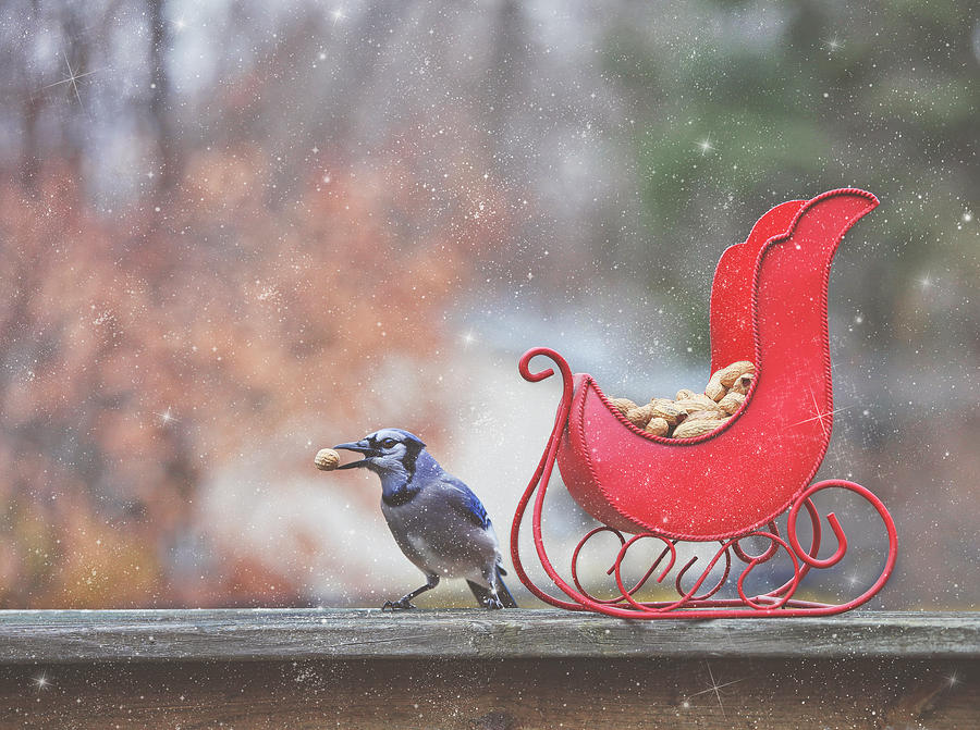 Winter Blue Jay #2 Photograph by Pat Abbott
