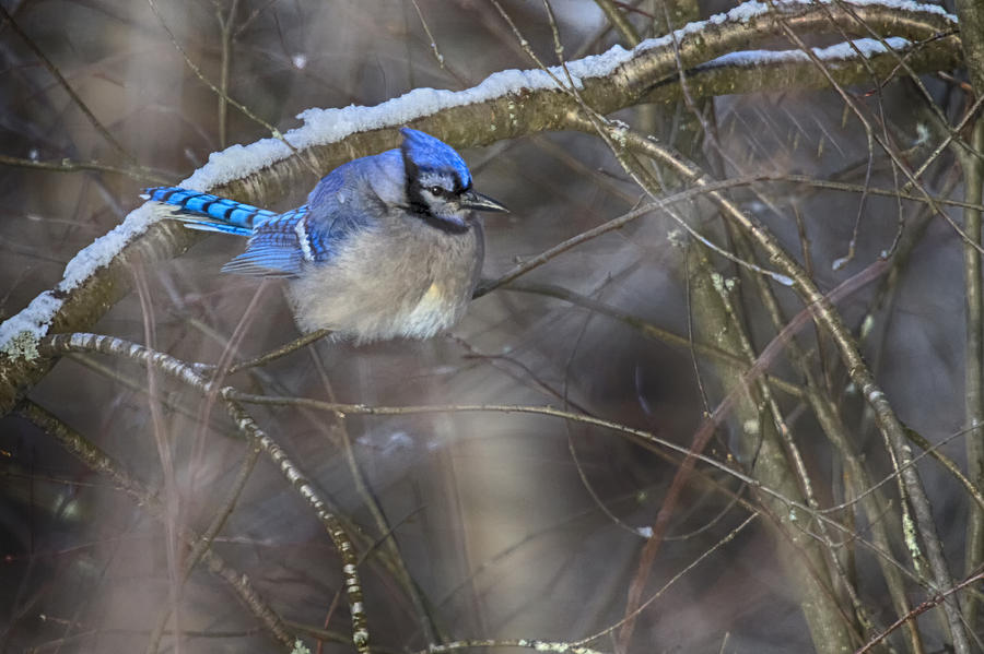 Winter Blue Jay Photograph by Gary Hall