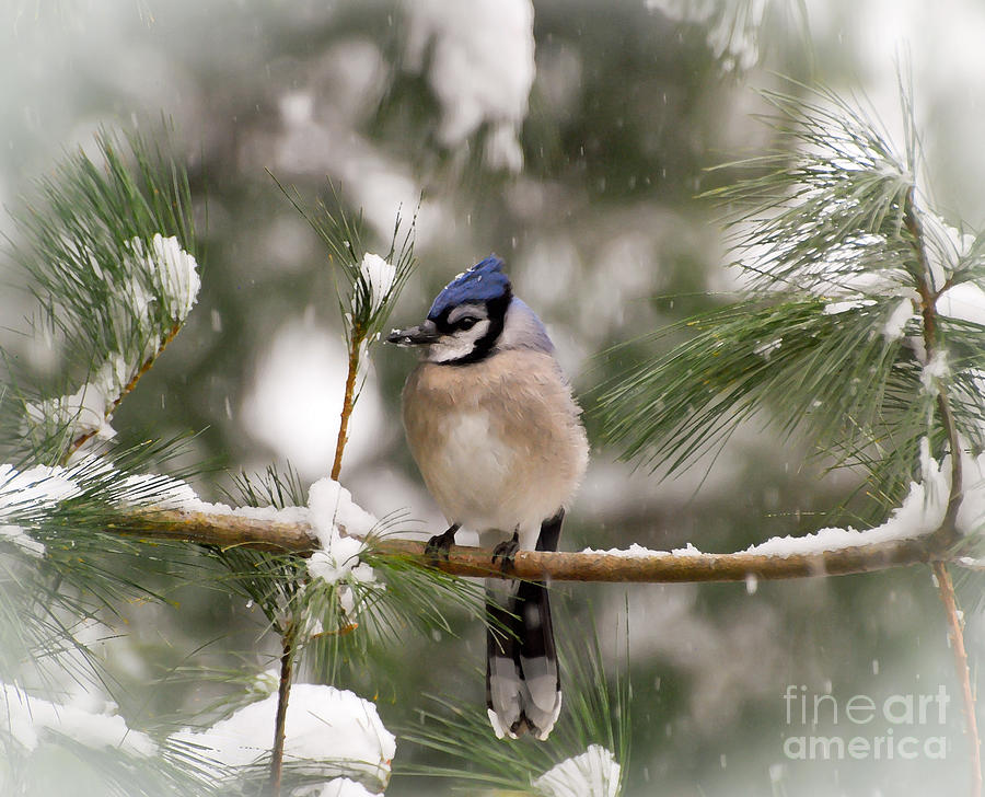 Winter Blue Jay Photograph by Kerri Farley