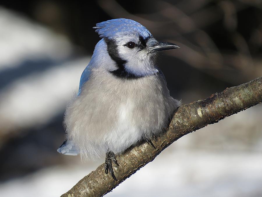 Winter Blue Jay Photograph by MTBobbins Photography