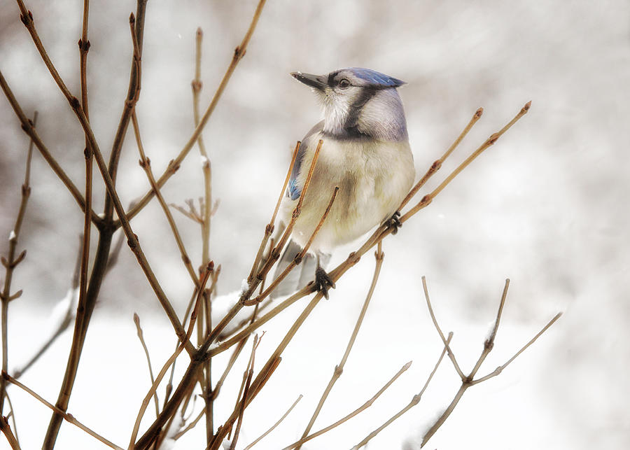 Winter Blue Jay Photograph by Sue Capuano