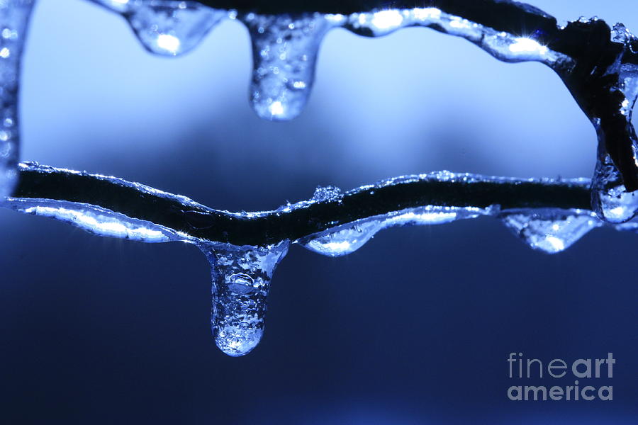 Winter Photograph - Winter Blue by Rebeka Dove