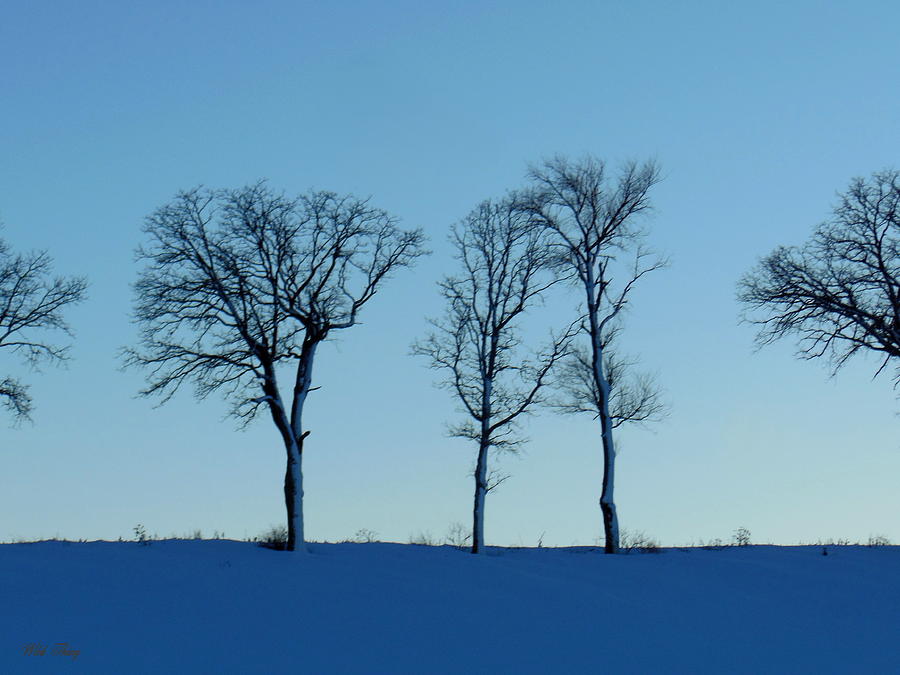 Winter Blue Photograph by Wild Thing