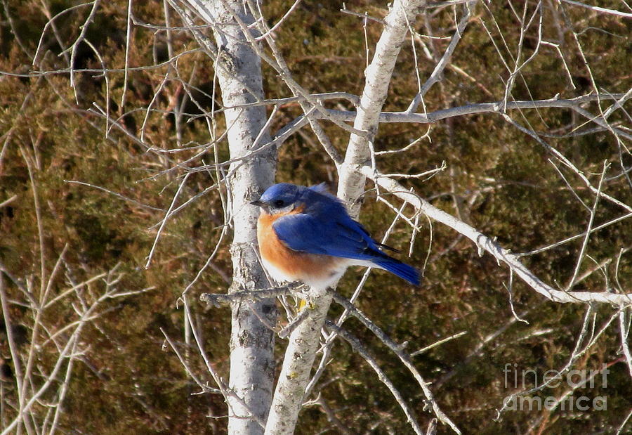 Winter Bluebird Photograph by Joshua Bales