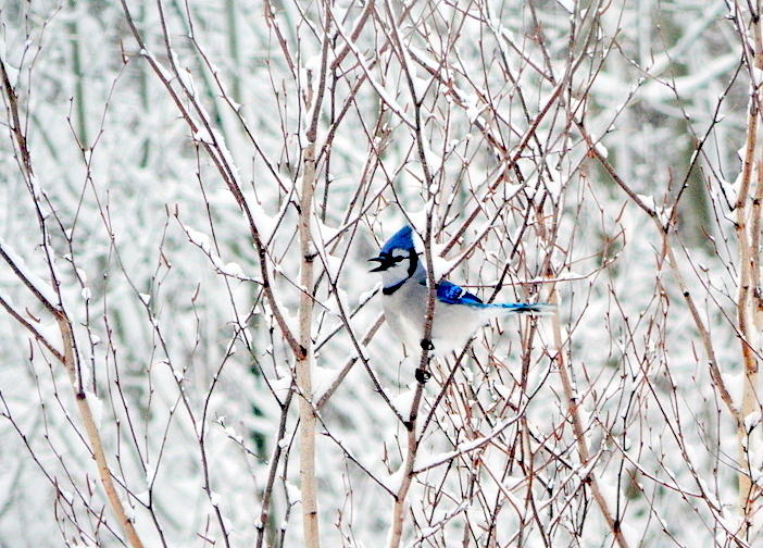 Blue Jay Photograph - Winter Blues by Karen Cook