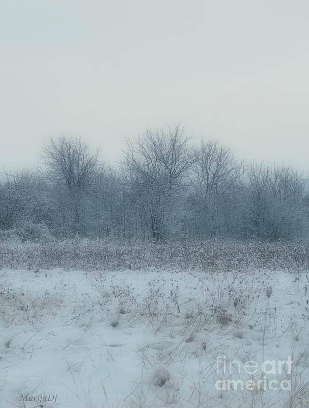 Nature Photograph - Winter blues by Marija Djedovic