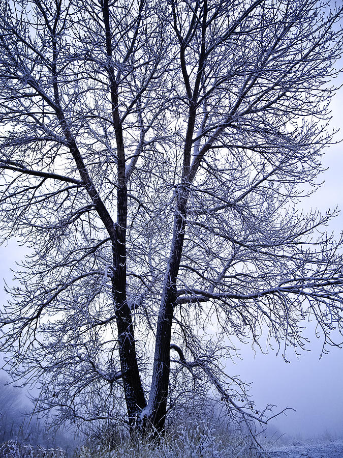 Winter Tree in Blue Fog Photograph by Michael Ash