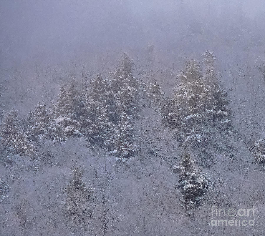 Winter Photograph - Winter Blues by Mim White