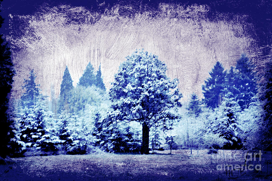 Winter Blues Photograph by Mindy Bench