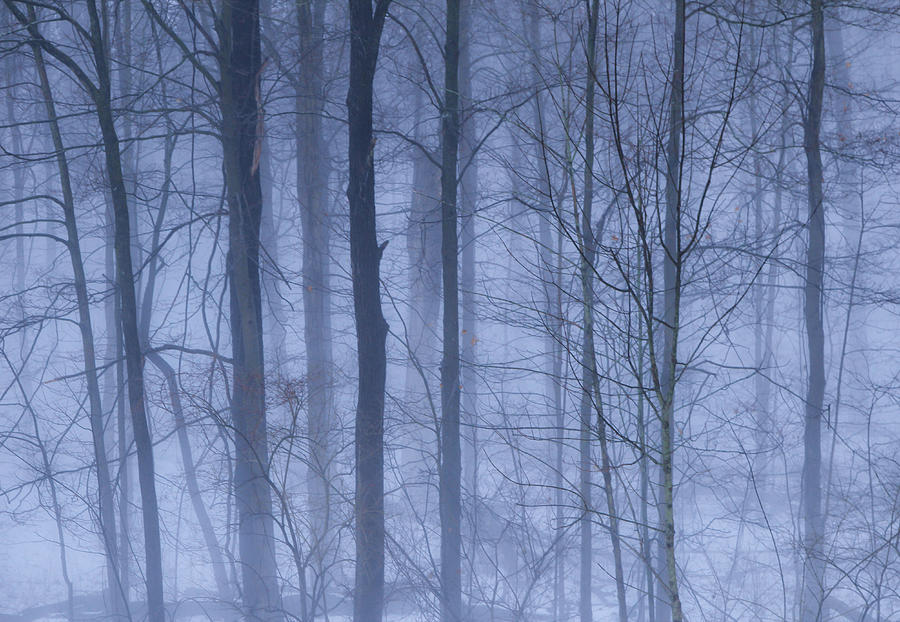 Winter Blues Photograph by Rachel Cohen