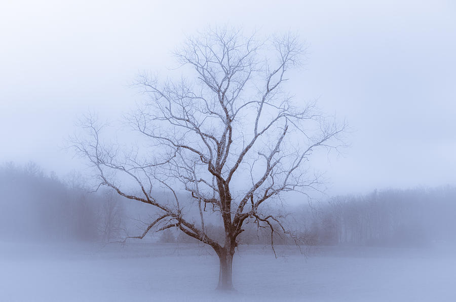 Winter Photograph - Winter Bones by Kelly McNamara