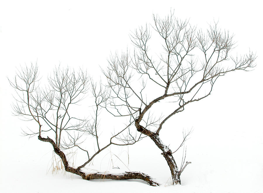 Winter Bonsai Photograph by Rob Huntley