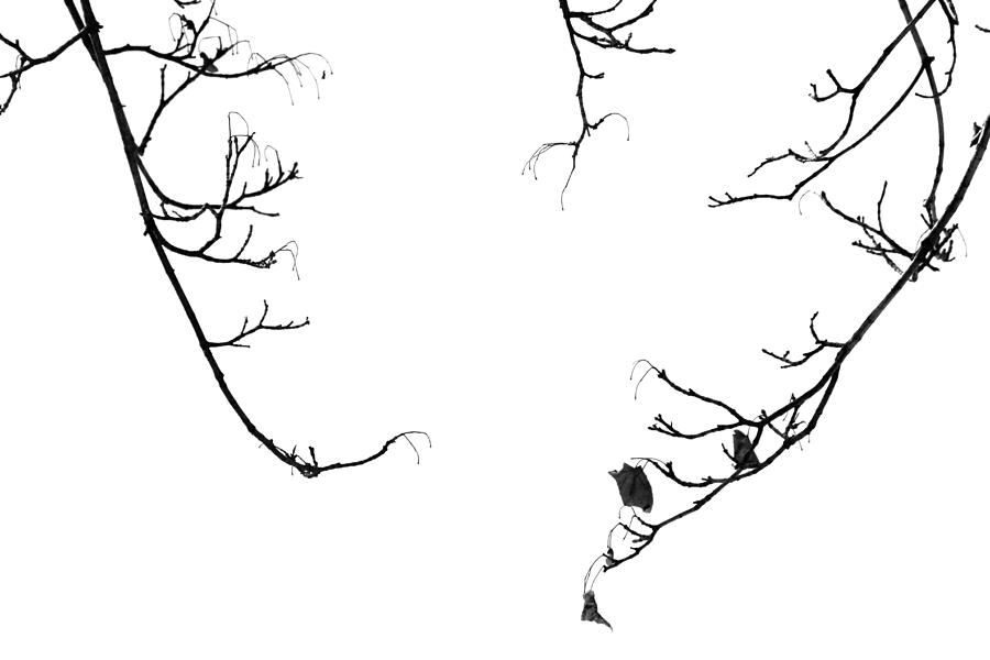 Winter Branch Abstract Photograph by Mary Bedy