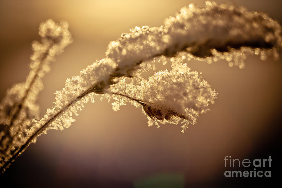 Winter branch covered with snow artmif Photograph by Raimond Klavins