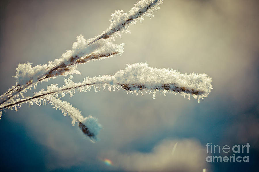 Winter branch covered with snow  Photograph by Raimond Klavins