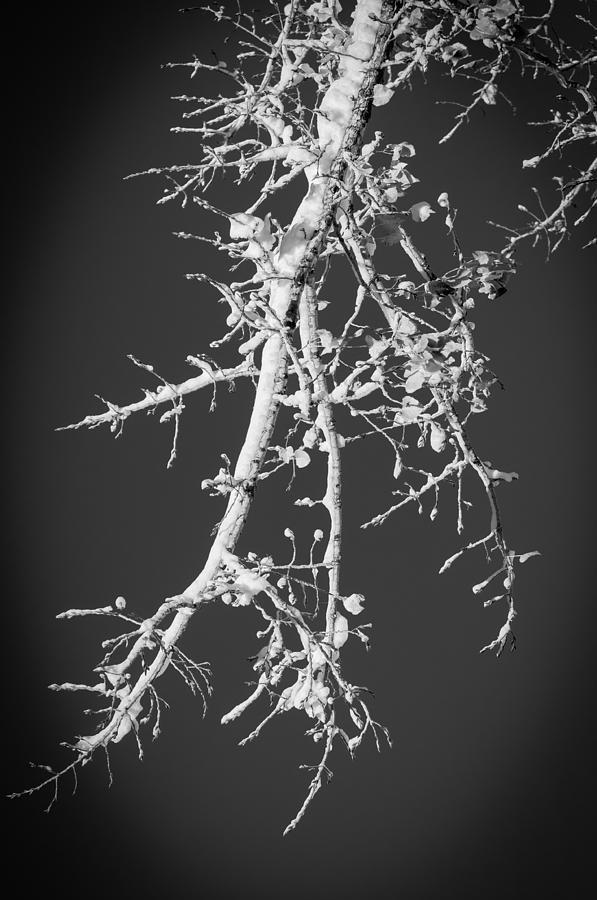 Winter Branch Photograph by Frank Mari