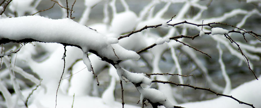 Winter Branch Photograph by Optical Playground By MP Ray - Fine Art America