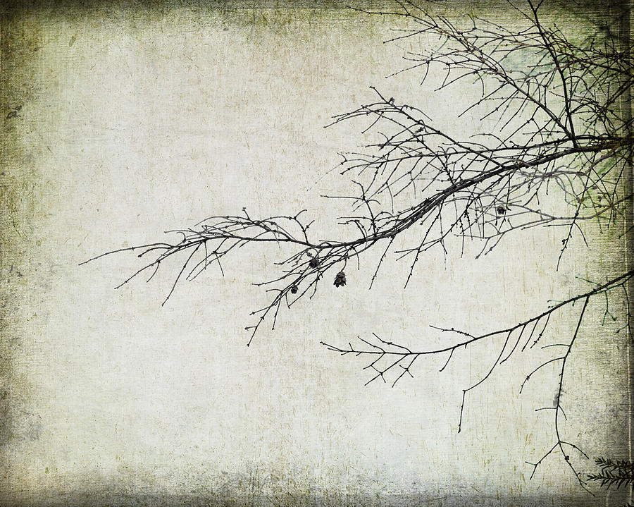 Winter Photograph - Winter Branch by Suzanne Barber